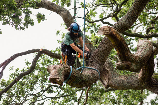 How Our Tree Care Process Works  in  Wheatland, WY