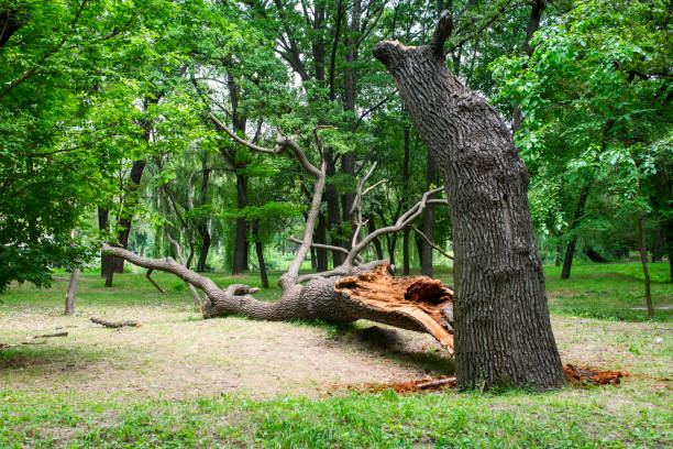 Best Tree Risk Assessment  in Wheatland, WY