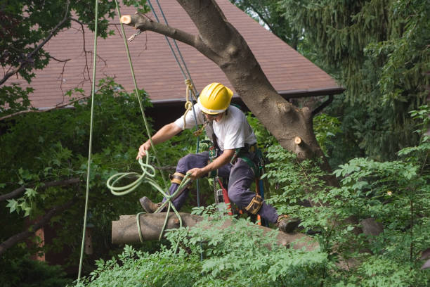 Best Pest Control for Lawns  in Wheatland, WY