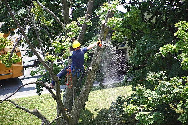 Best Tree Disease Treatment  in Wheatland, WY