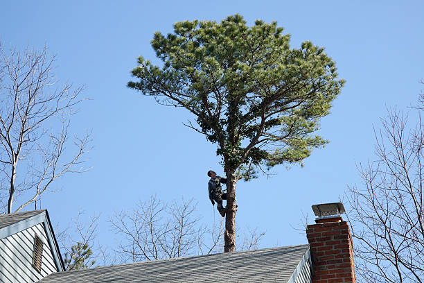 Best Hazardous Tree Removal  in Wheatland, WY