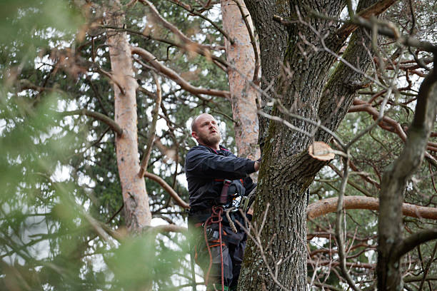 Best Tree Cabling and Bracing  in Wheatland, WY